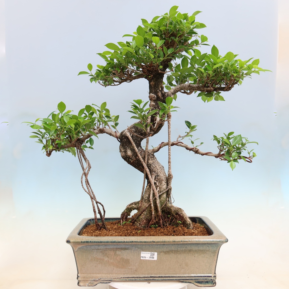 Room bonsai - Ficus kimmen - small-leaved ficus