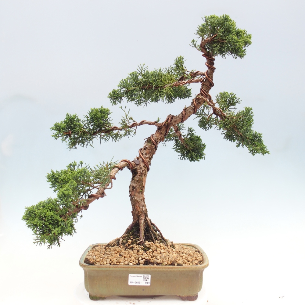 Outdoor bonsai - Juniperus chinensis Kishu