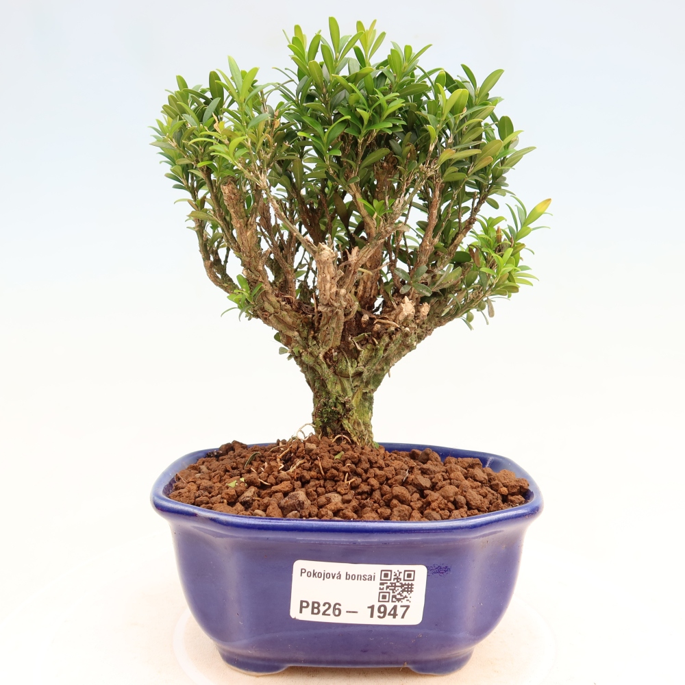 Room bonsai - Buxus harlandii - cork buxus