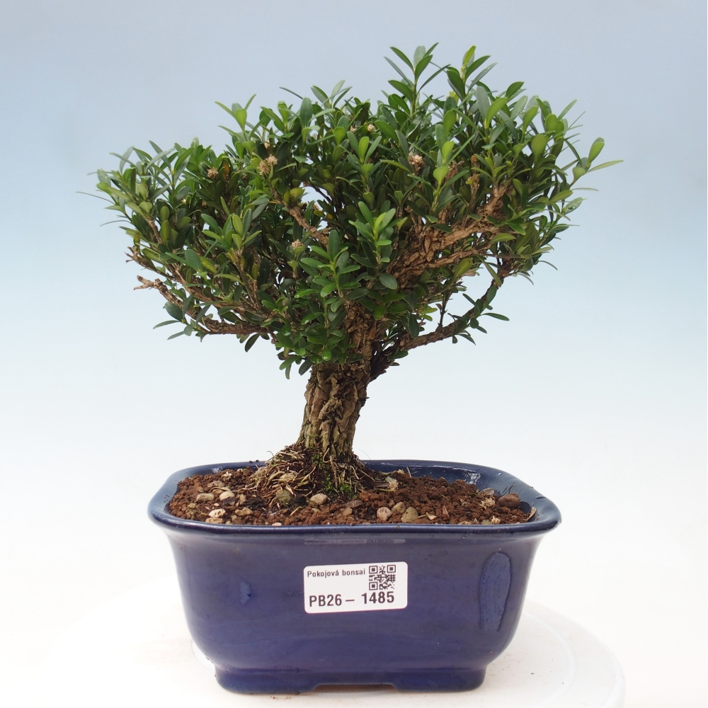 Room bonsai - Buxus harlandii - cork buxus