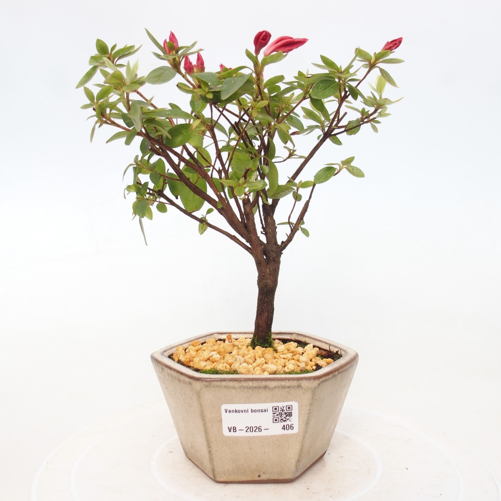 Outdoor bonsai - Japanese azalea - Azalea sp.