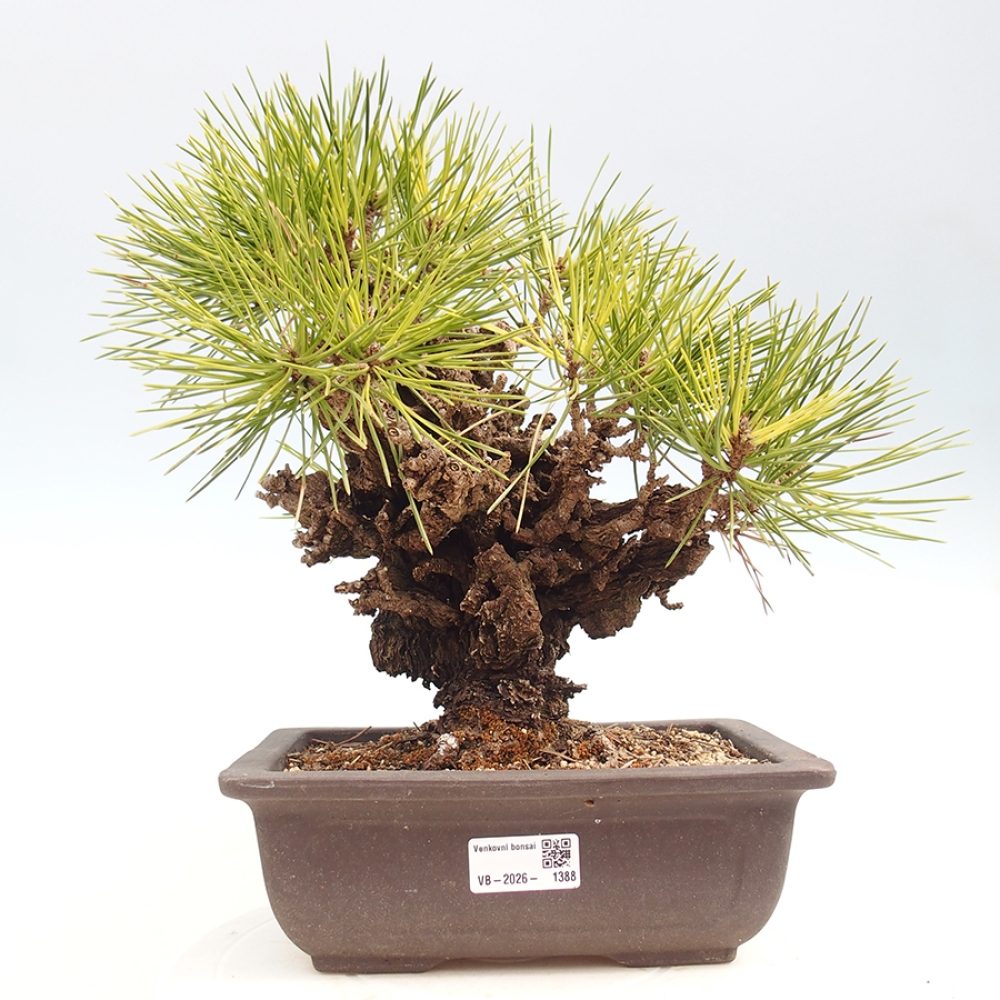Outdoor bonsai - Pinus thunbergii - Thunberg pine