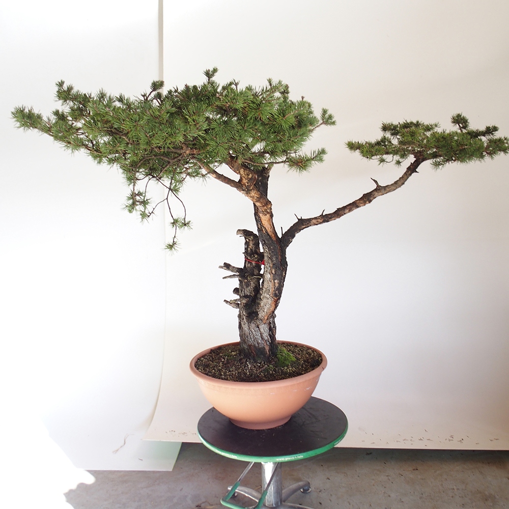 Yamadori - Pinus sylvestris Spain