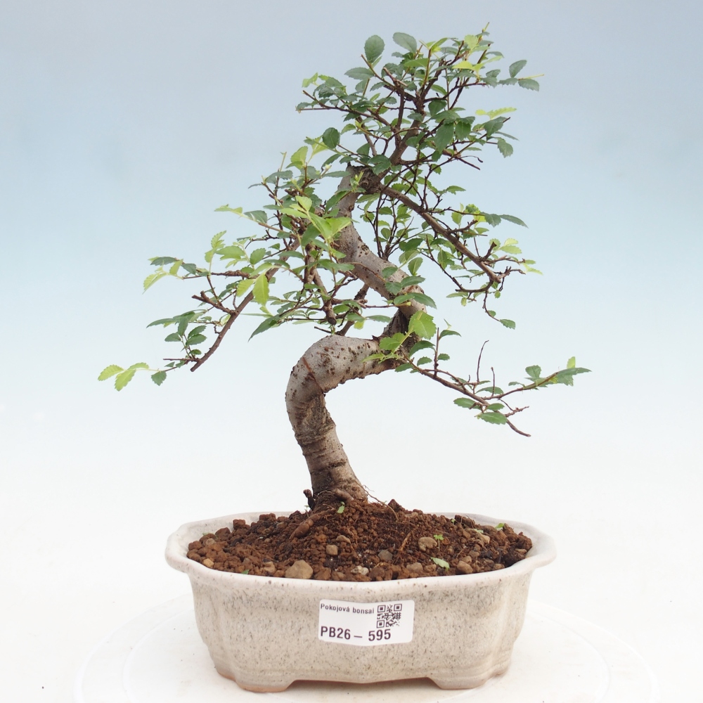Room bonsai - Ulmus parvifolia - Small-leaved elm
