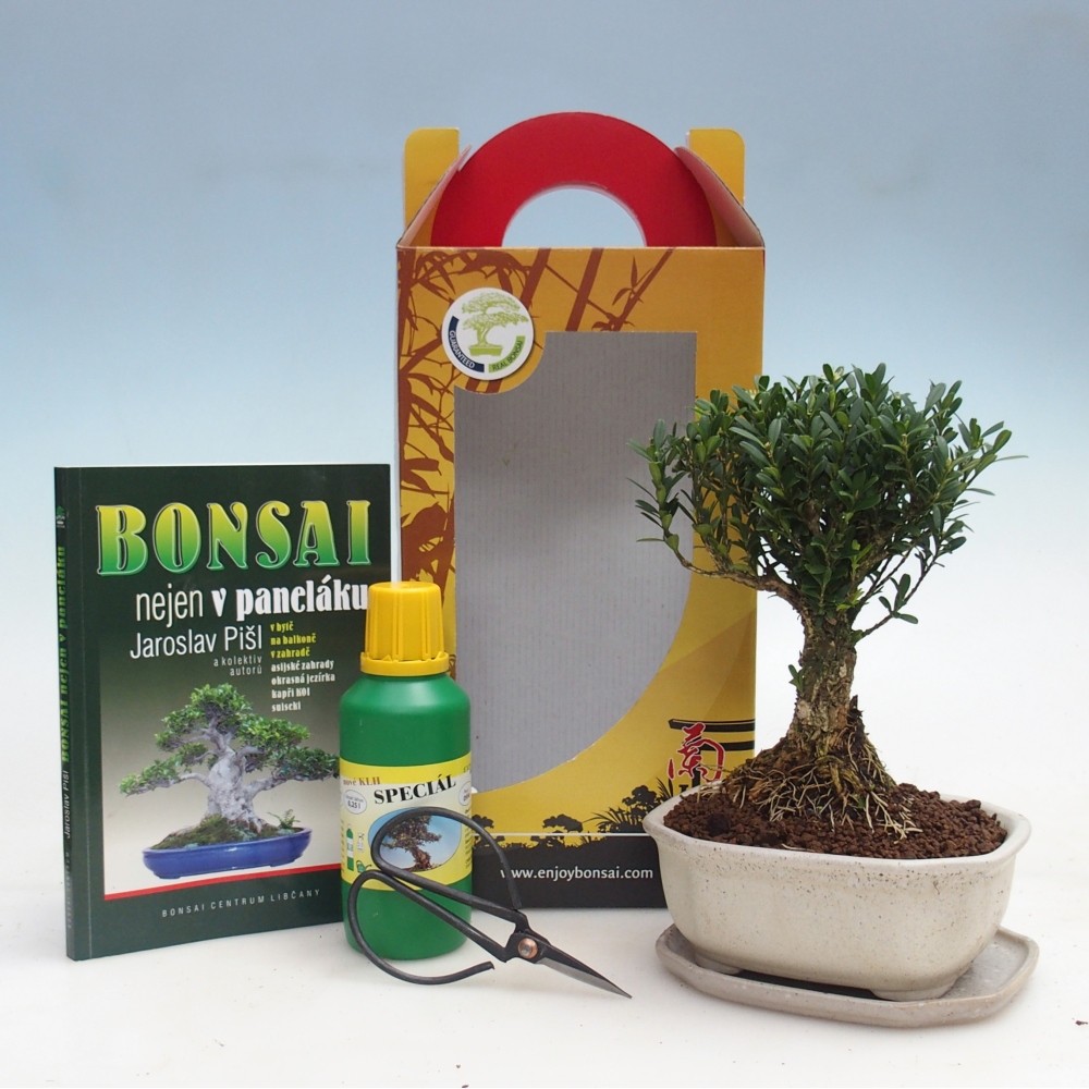 Room bonsai in gift box