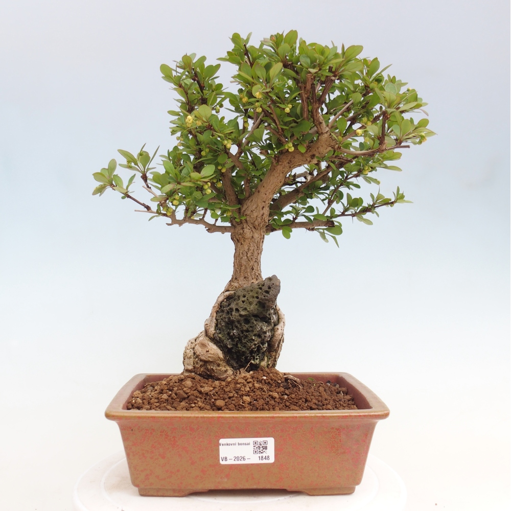 Outdoor bonsai - Berberis coreana