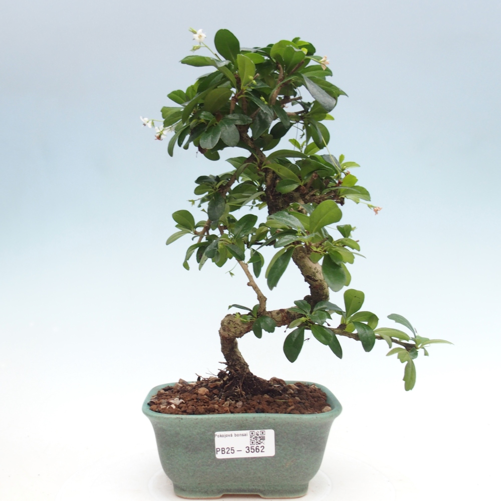 Room bonsai - Carmona macrophylla - Tea fuki