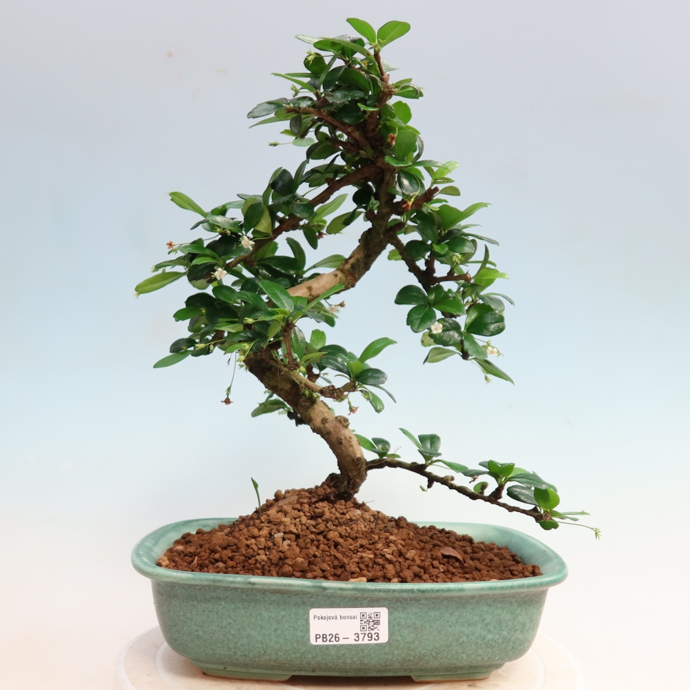 Room bonsai - Carmona macrophylla - Tea fuki