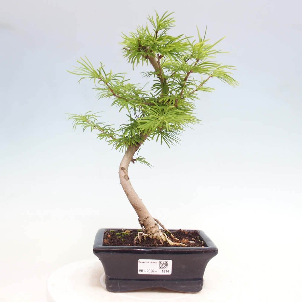 Outdoor bonsai -Pseudolarix amabis-Pseudolarix amabis