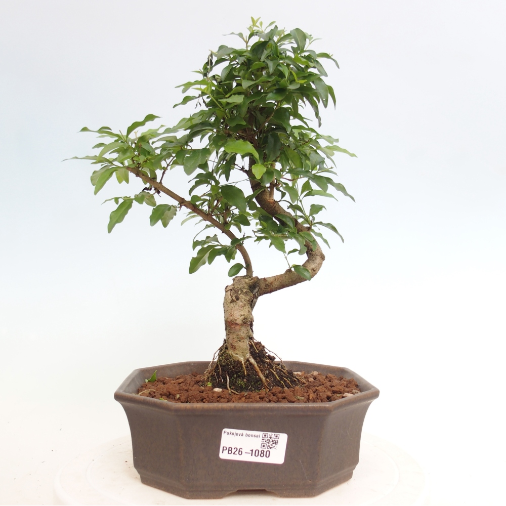 Room bonsai -Ligustrum chinensis - Birds Beak