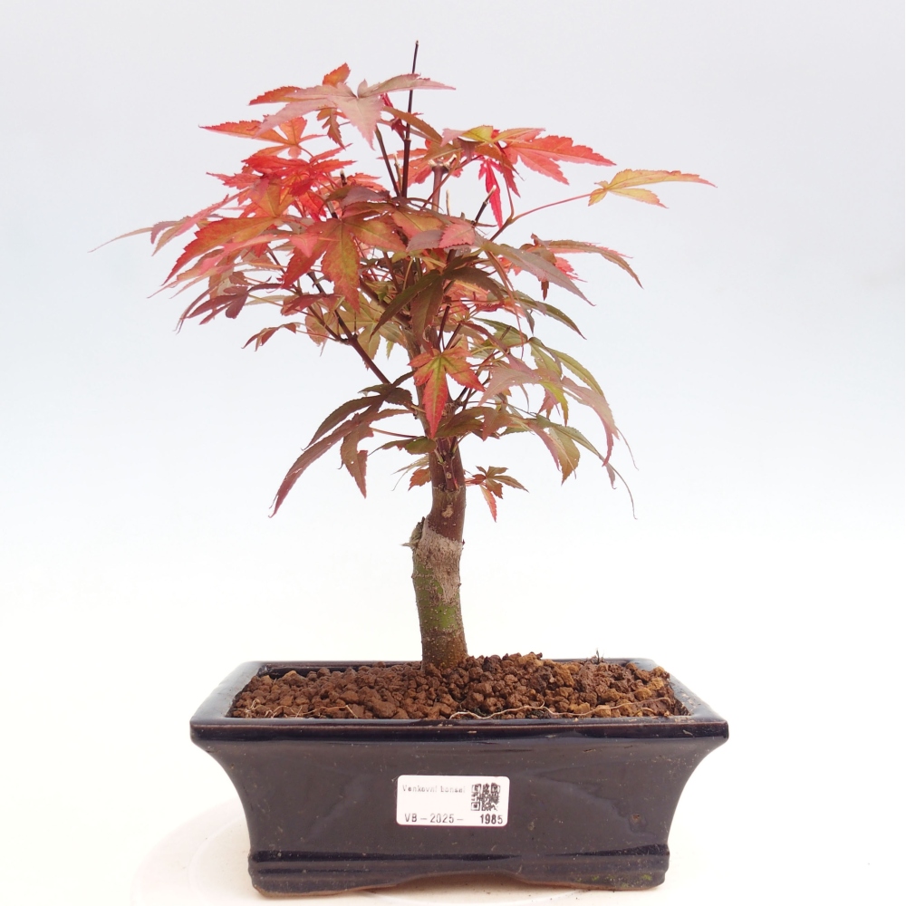 Outdoor bonsai - Acer palm. Atropurpureum-Palmleaf Maple