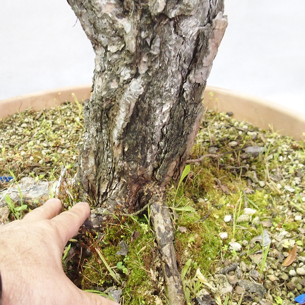 Yamadori - Pinus sylvestris 