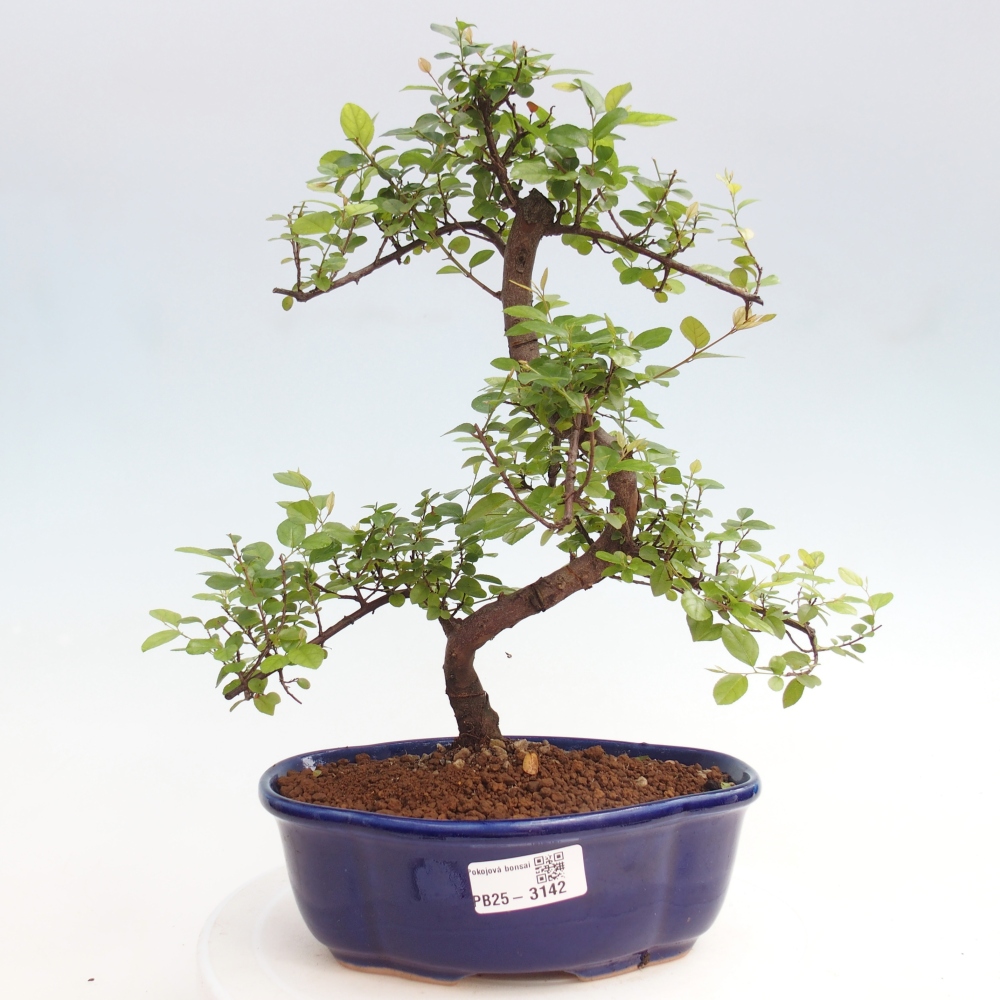 Indoor bonsai - Sagerécie thea - Sagerécie thea