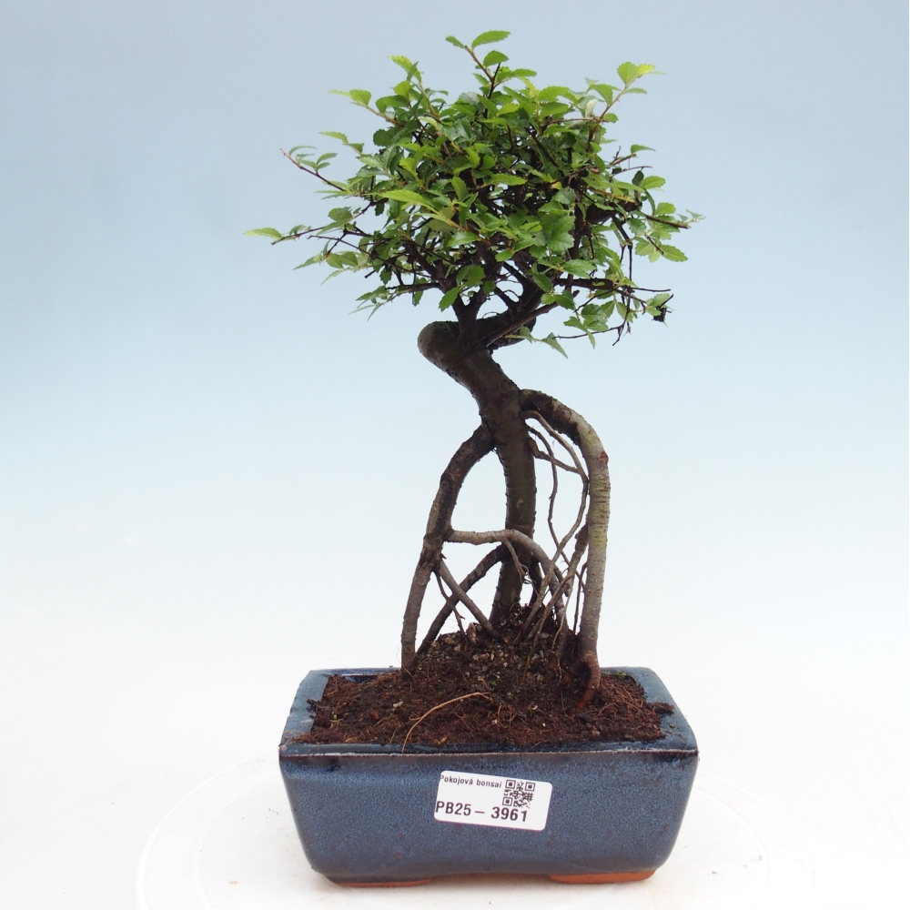 Room bonsai - Ulmus parvifolia - Small-leaved elm