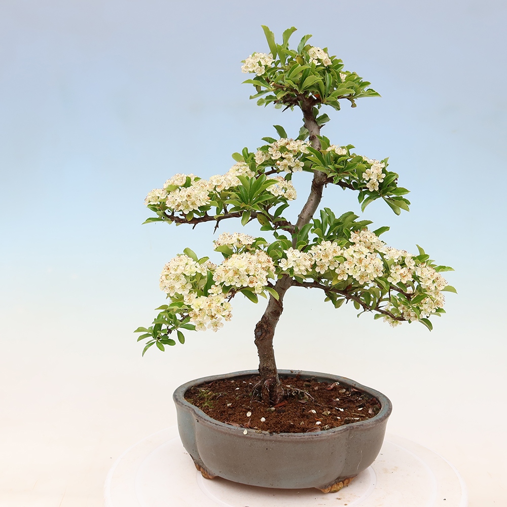 Outdoor Bonsai - Pyracantha teton - Scarlet Firethorn
