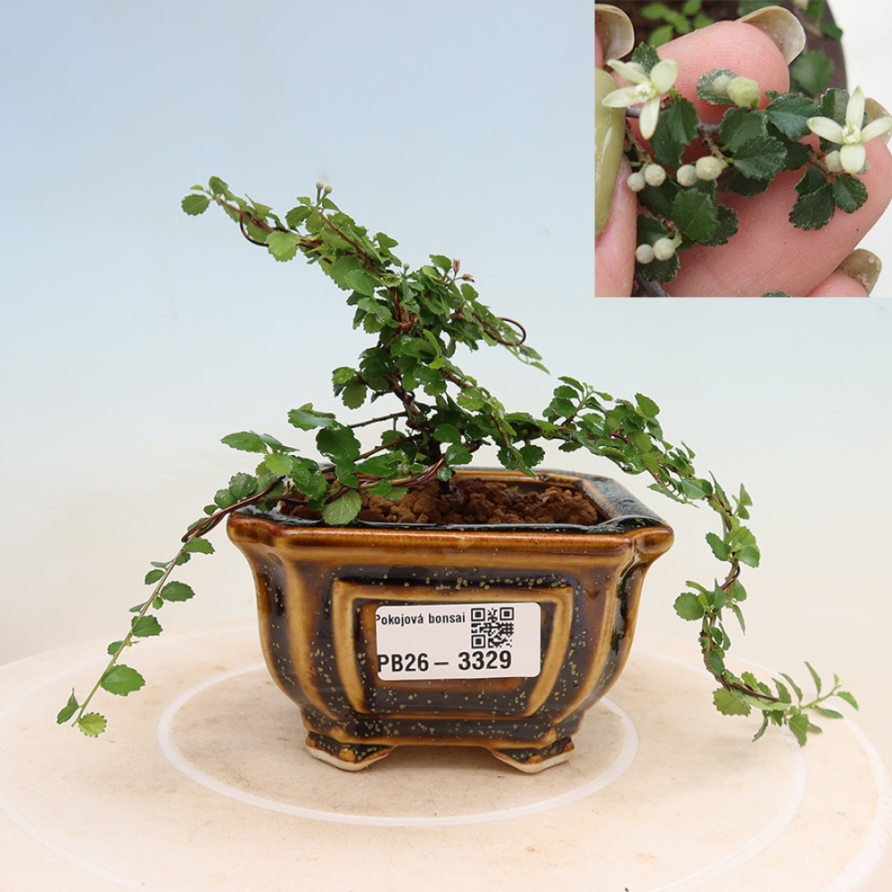 Indoor bonsai - Grewia sp. - Small-leaved Grewie