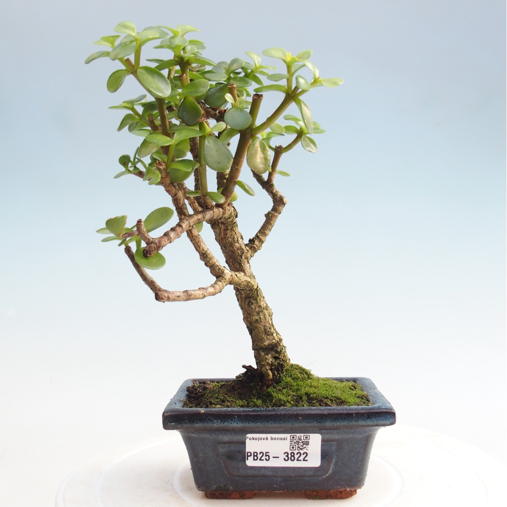 Indoor bonsai - Portulakaria Afra - Tlustice