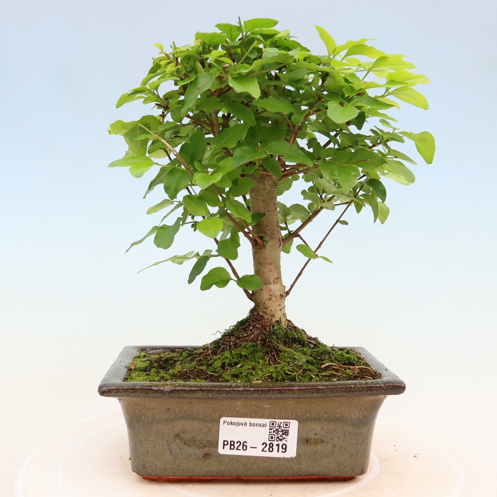 Room bonsai -Ligustrum chinensis - Birds Beak