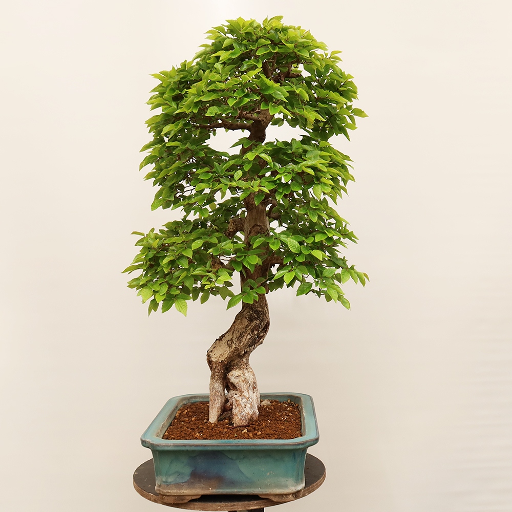 Outdoor bonsai - Carpinus Coreana - Korean hornbeam