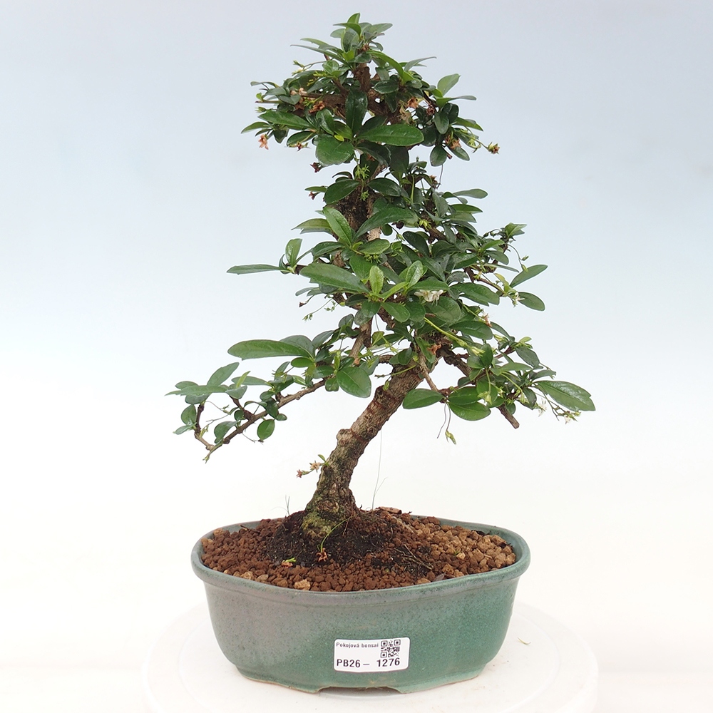 Room bonsai - Carmona macrophylla - Tea fuki