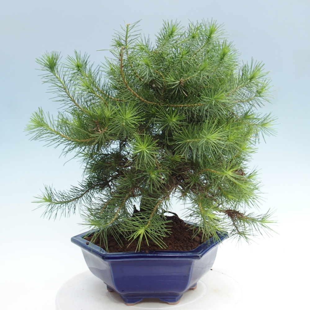 Room bonsai-Pinus halepensis-Pine of Aleppo