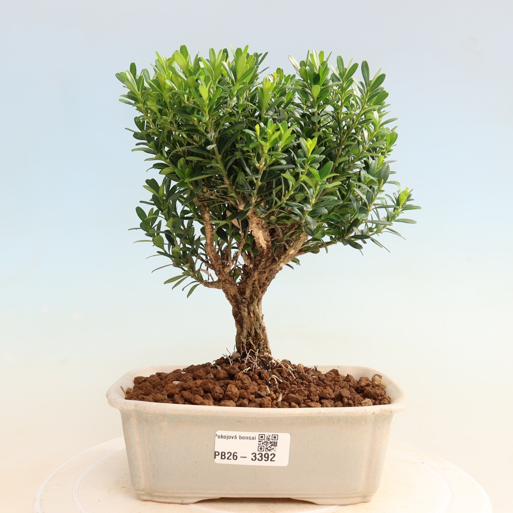 Room bonsai - Buxus harlandii - cork buxus