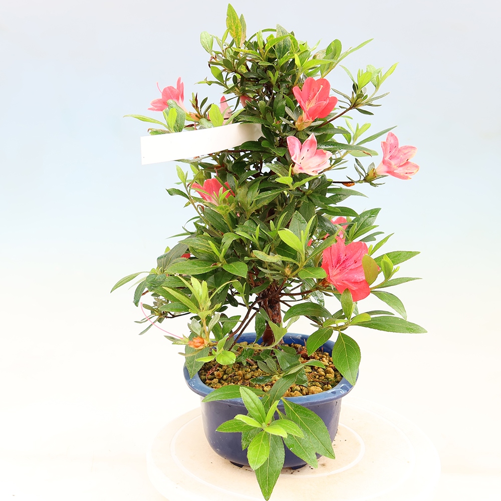 Outdoor bonsai - Japanese Azalea - Azalea Beniko