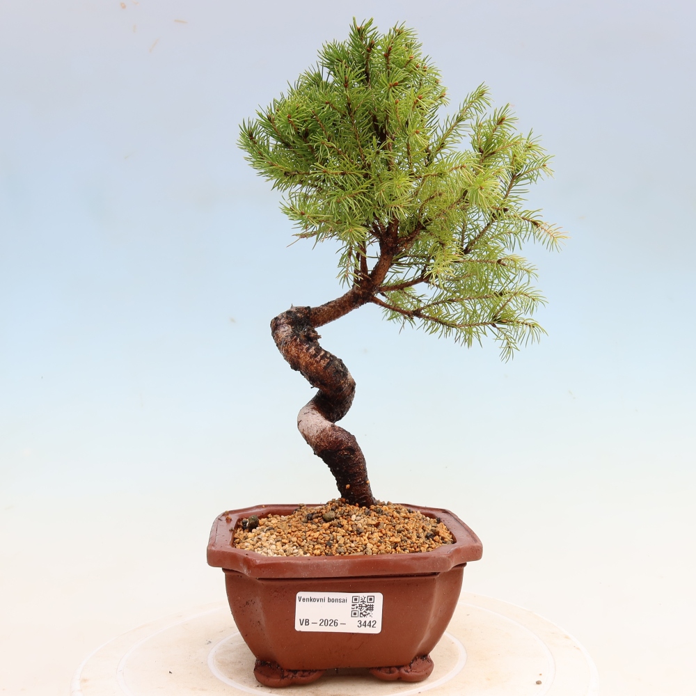 Outdoor Bonsai - Blue Spruce - Picea glauca 'Globe'