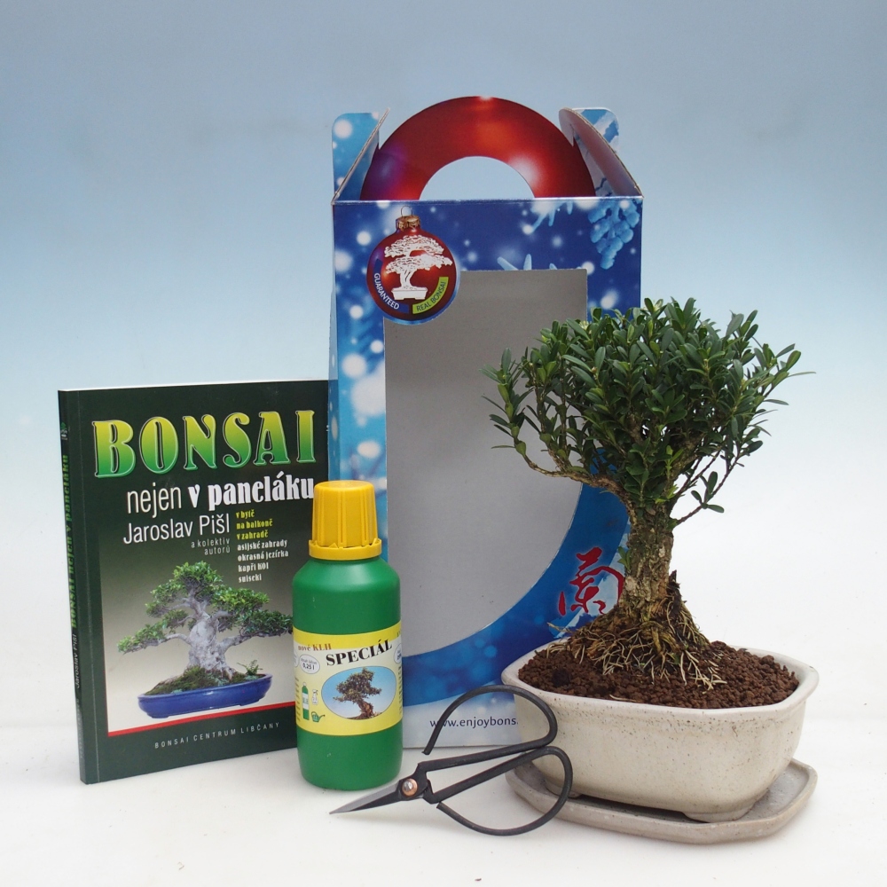 Room bonsai in gift box Buxus harlandii - cork buxus