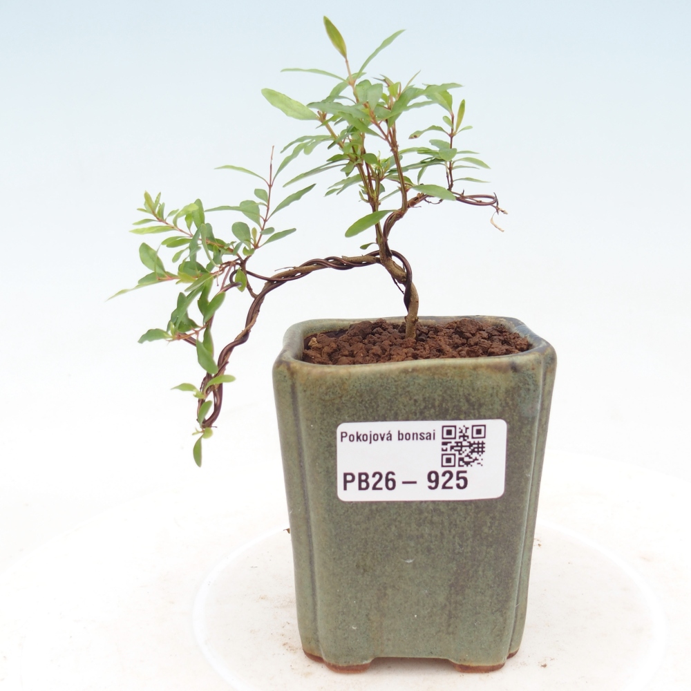 Room bonsai-PUNICA granatum nana-Granate apple