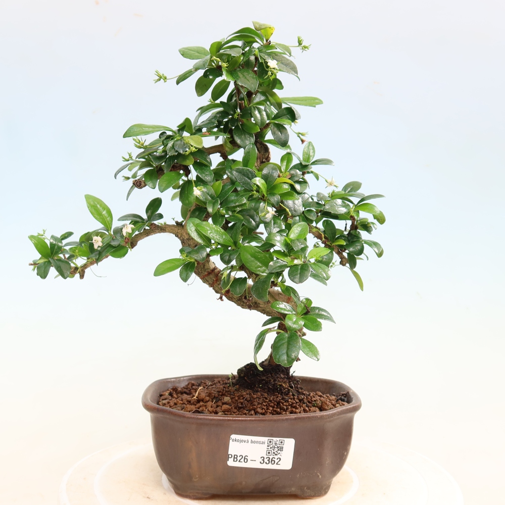 Room bonsai - Carmona macrophylla - Tea fuki