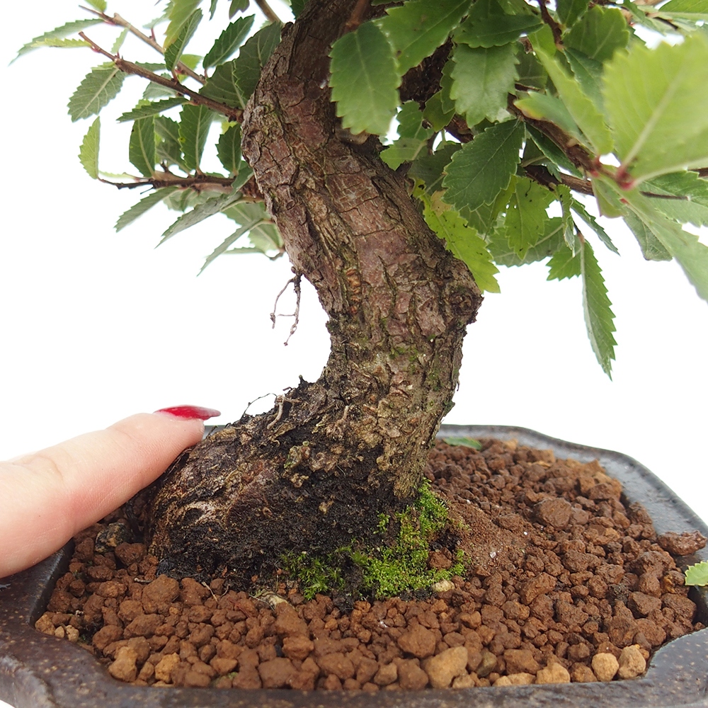 Outdoor bonsai - Zelkova - Zelkova NIRE