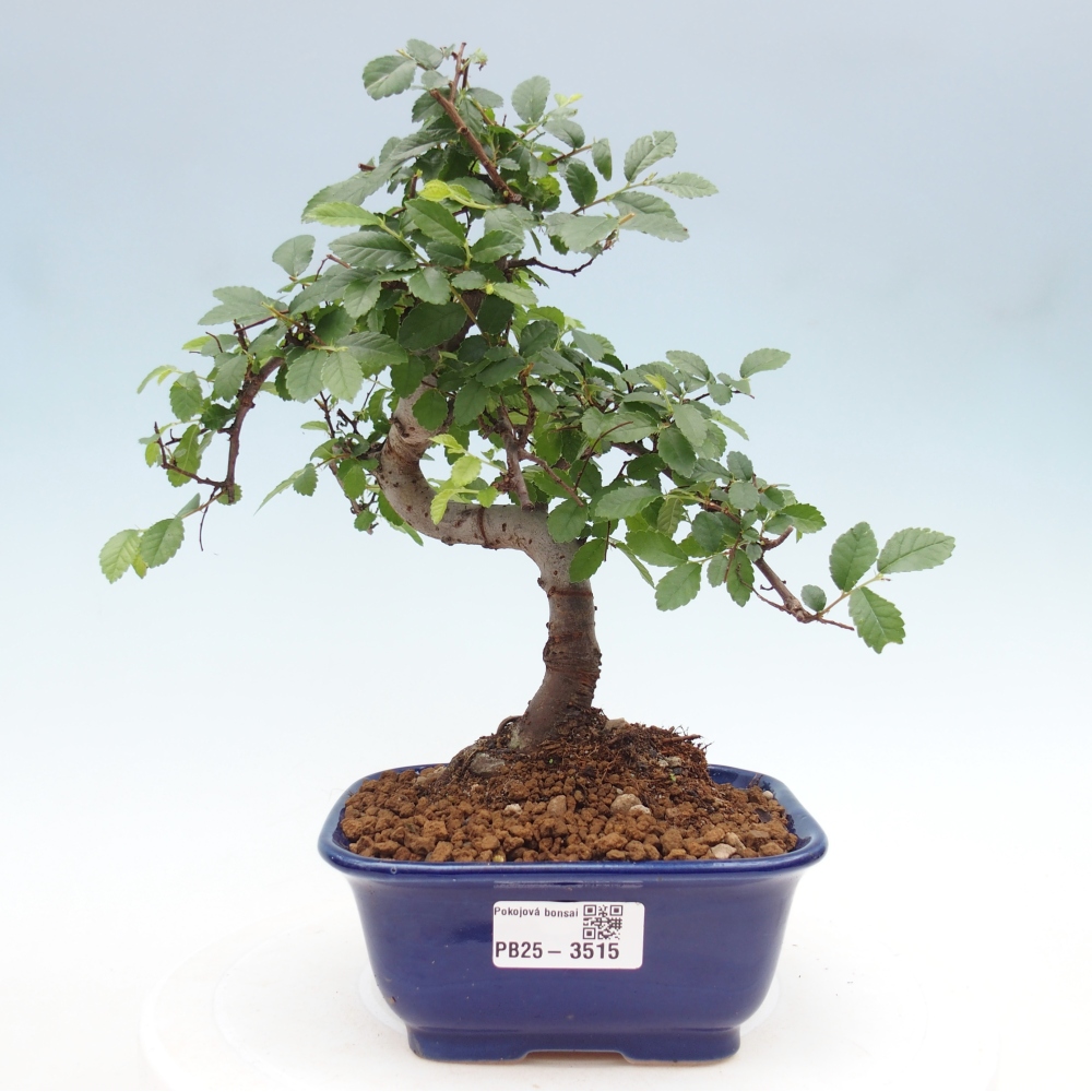 Room bonsai - Ulmus parvifolia - Small-leaved elm