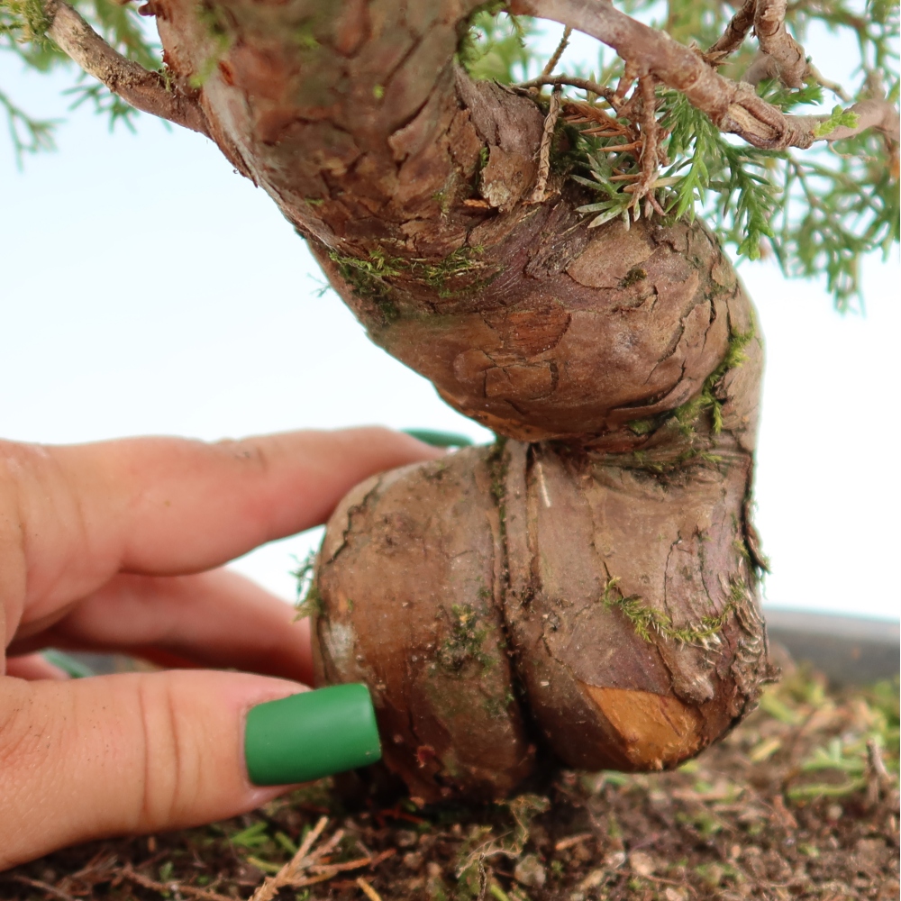 Outdoor Bonsai - Juniperus chinensis Itoigawa - Chinese Juniper