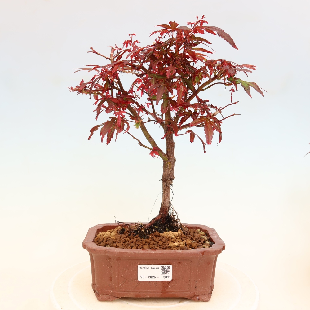 Outdoor Bonsai - Japanese Maple - Acer palmatum 'Berry Broom' 