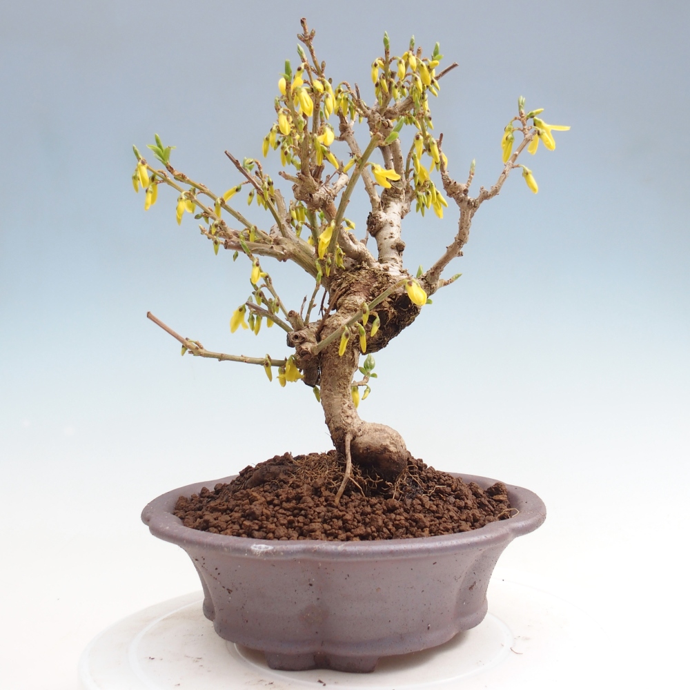Outdoor bonsai - Zlatice - Forsythia koreana
