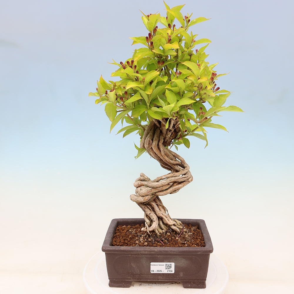Outdoor Bonsai - Weigela subsessilis - Korean Weigela