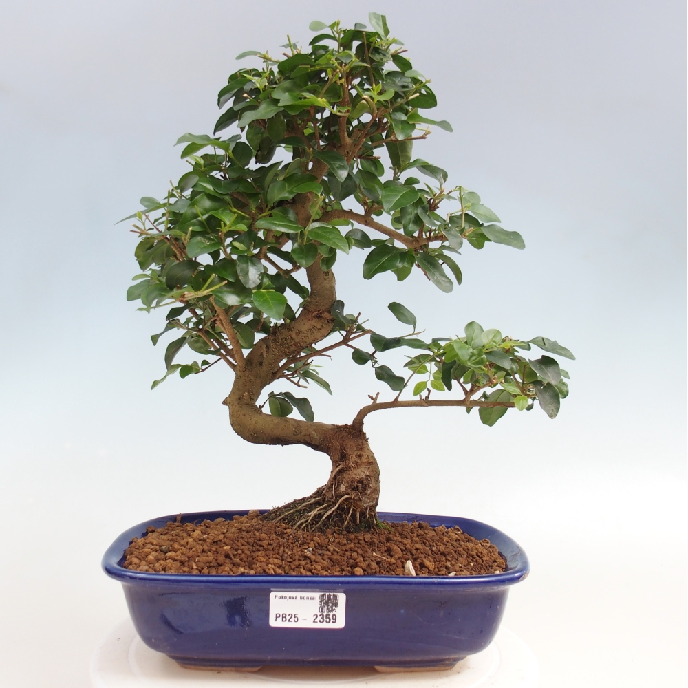 Room bonsai -Ligustrum chinensis - privet