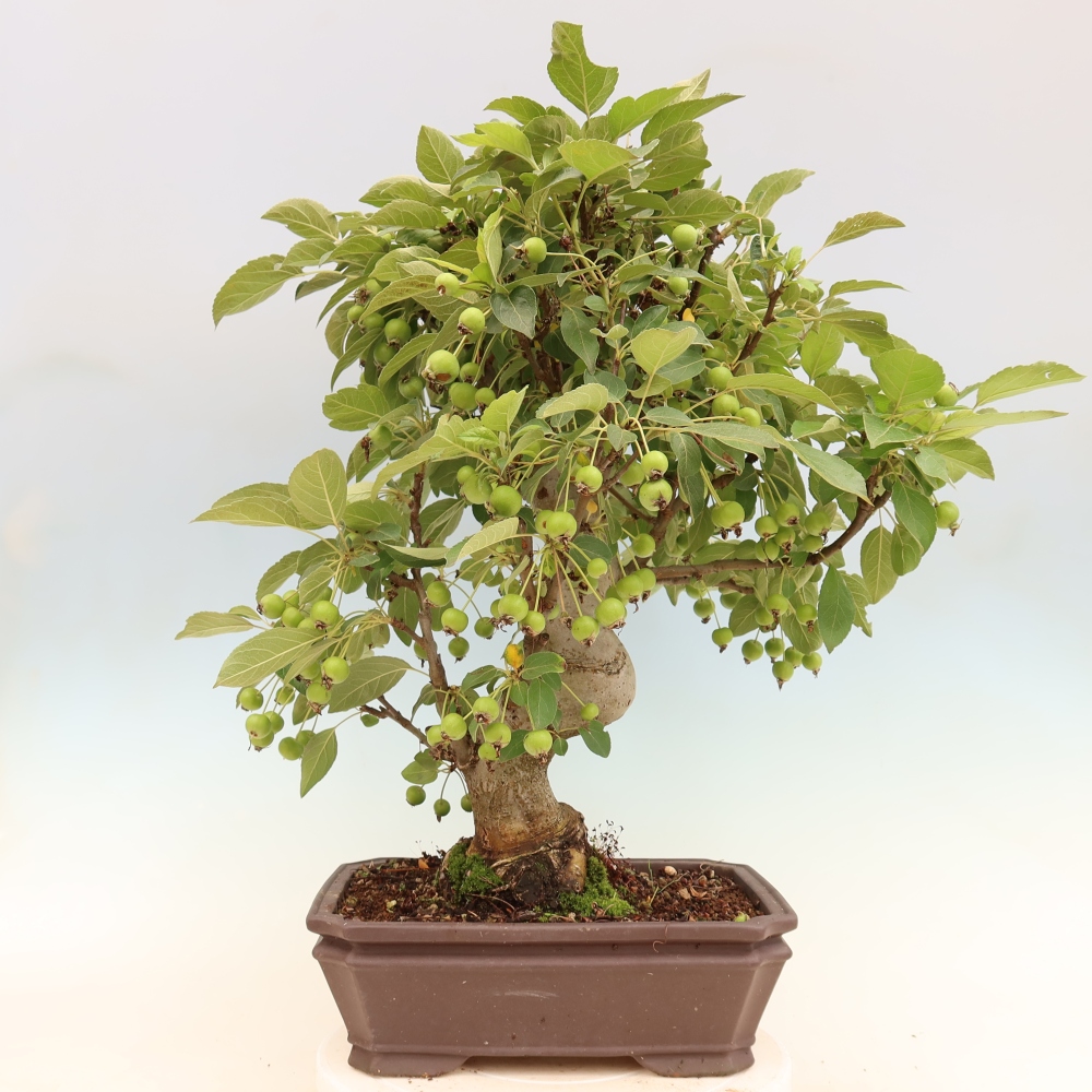 Outdoor bonsai -Malus halliana - Small-fruited apple tree