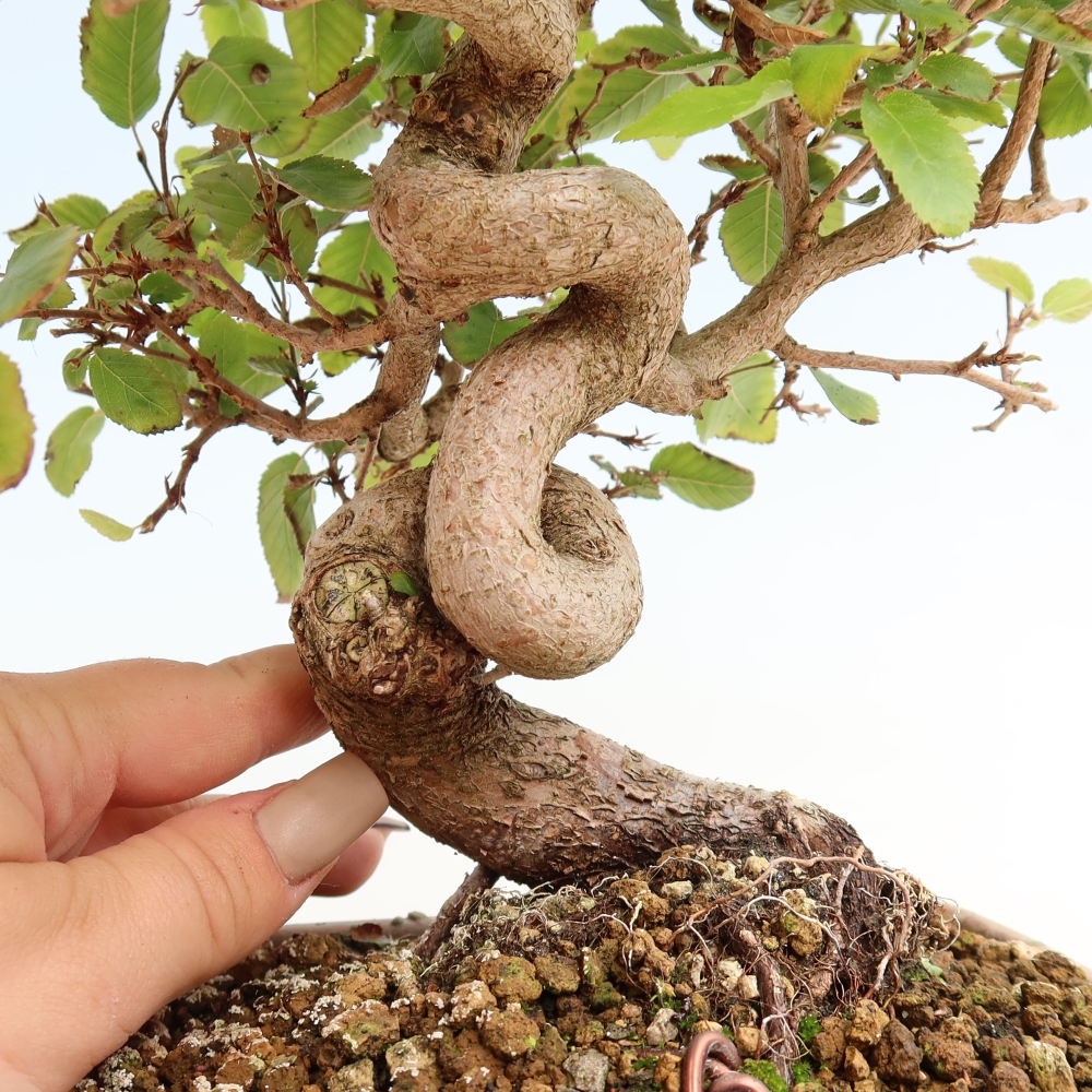 Outdoor bonsai -Carpinus CARPINOIDES - Korean Hornbeam