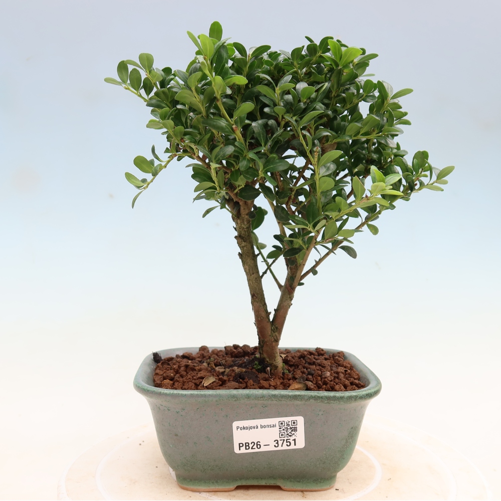 Room bonsai - Ilex crenata - Holly