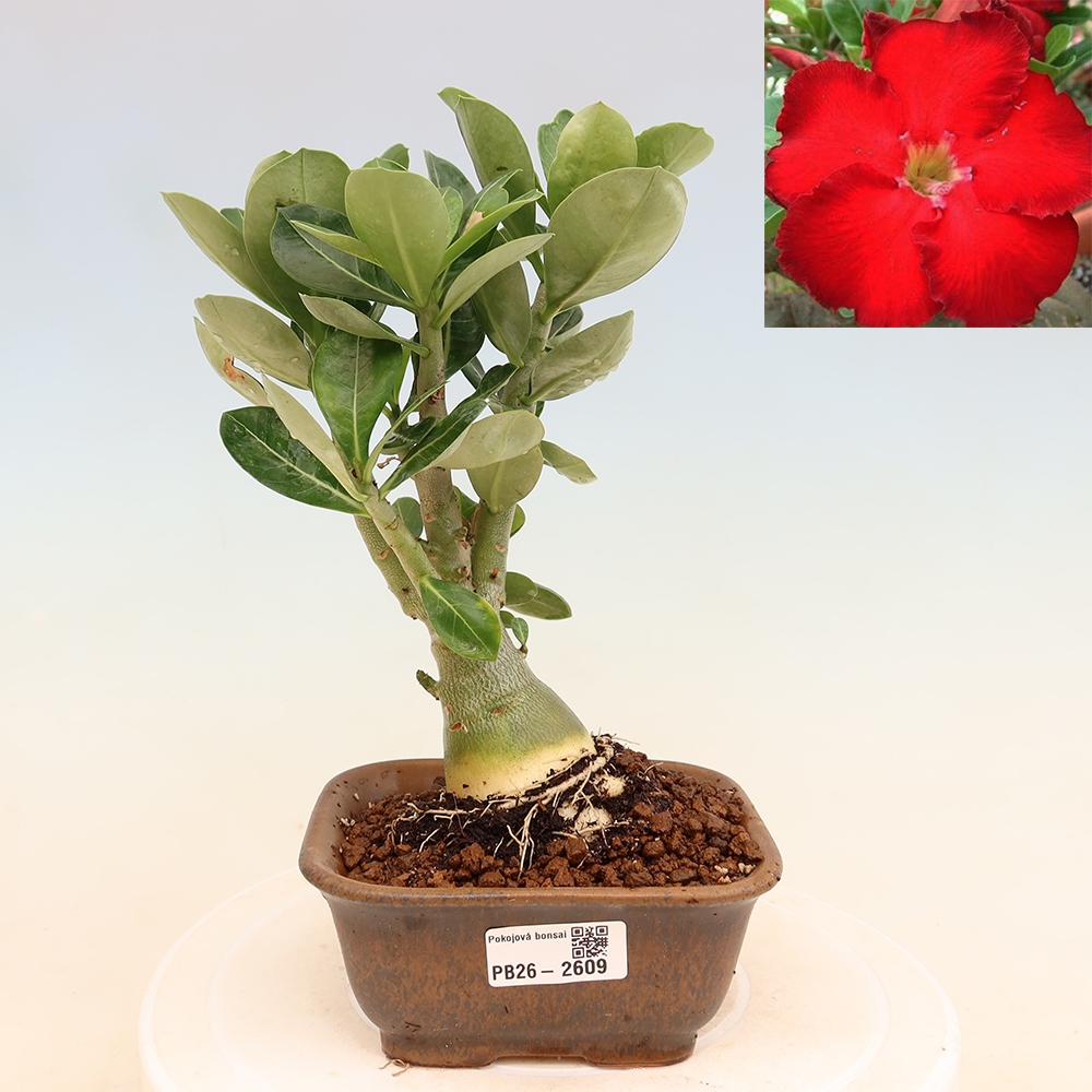 Indoor Bonsai - Adenium obesum Red Star - Desert Rose