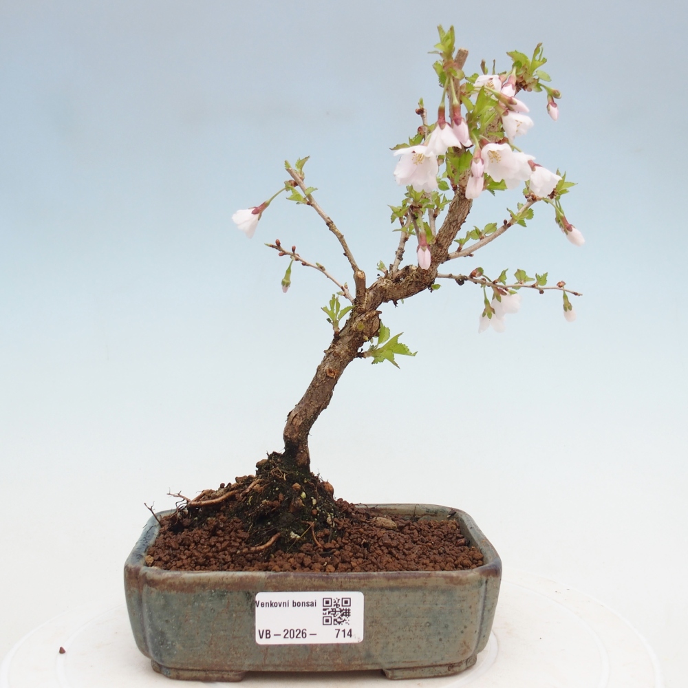 Outdoor bonsai - Prunus incisa Kojou-no mai-Plivon cut out