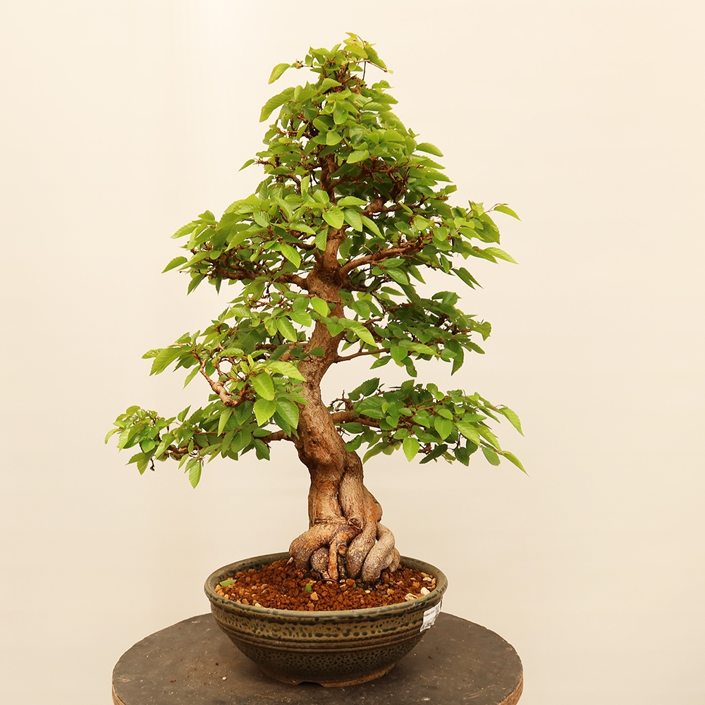 Outdoor bonsai - Carpinus Coreana - Korean hornbeam