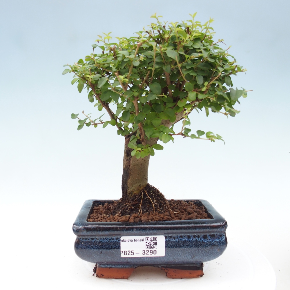 Room bonsai -Ligustrum chinensis - Birds Beak