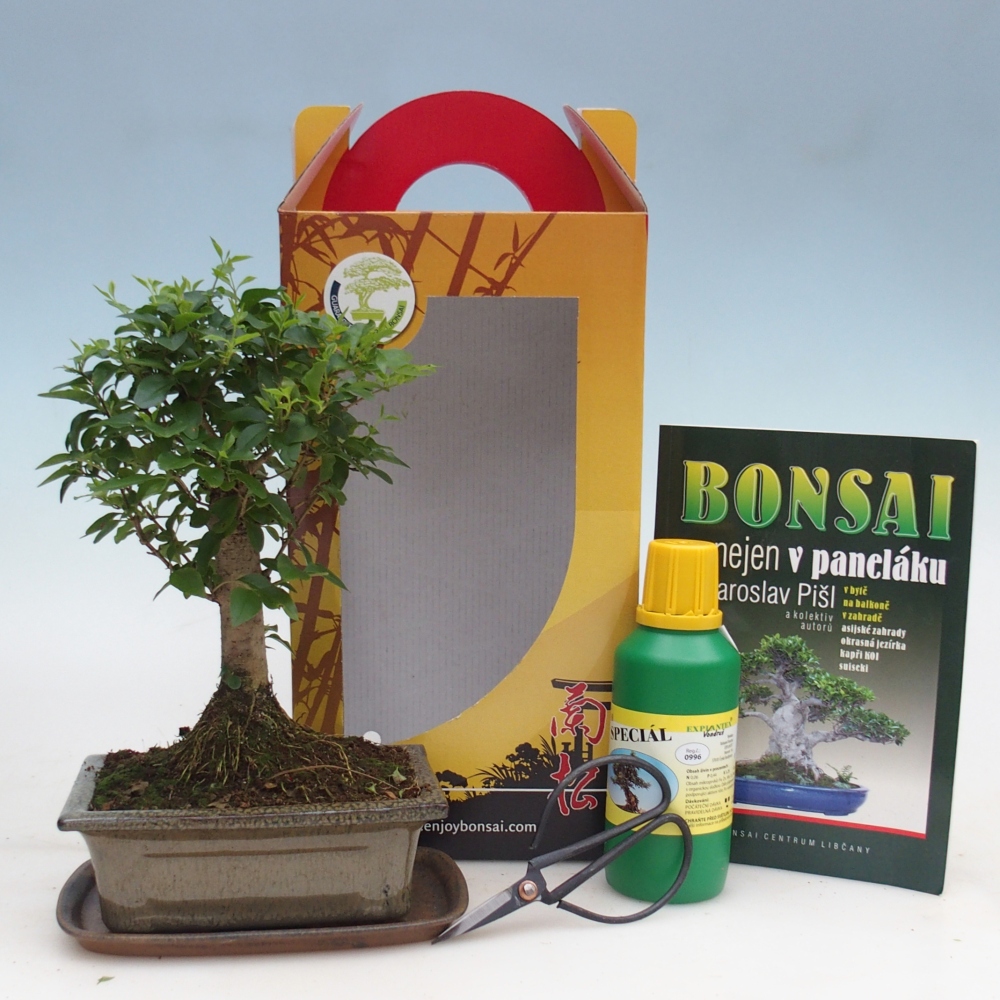 Room bonsai in gift box Ligustrum chinensis - Birds Beak