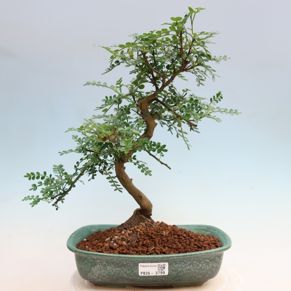 Room bonsai - Zantoxylum piperitum - pepper tree