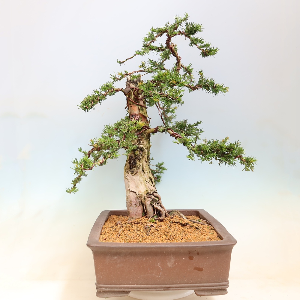 Outdoor Bonsai - Taxus baccata  - Red Yew