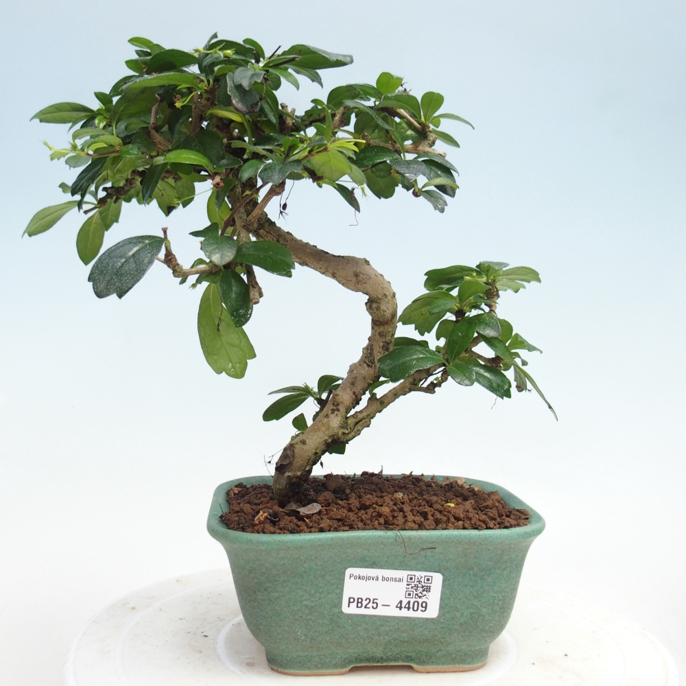Room bonsai - Carmona macrophylla - Tea fuki