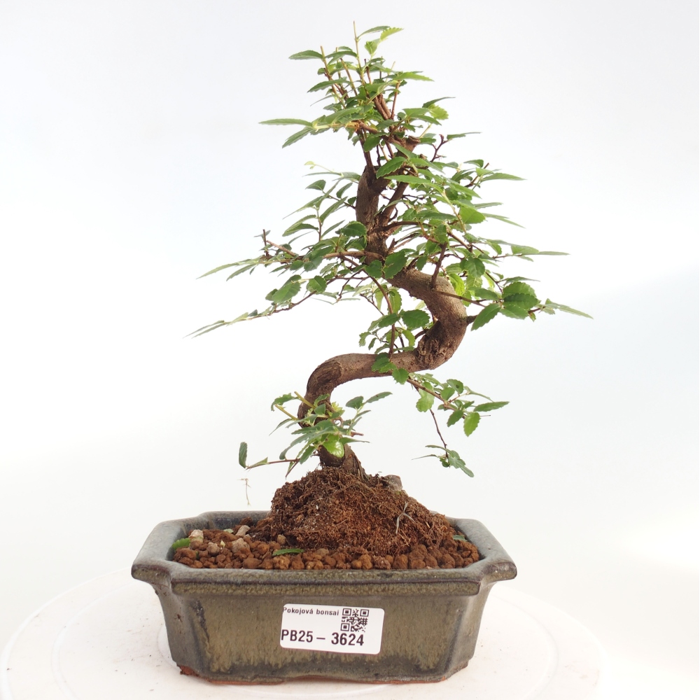 Room bonsai - Ulmus parvifolia - Small-leaved elm